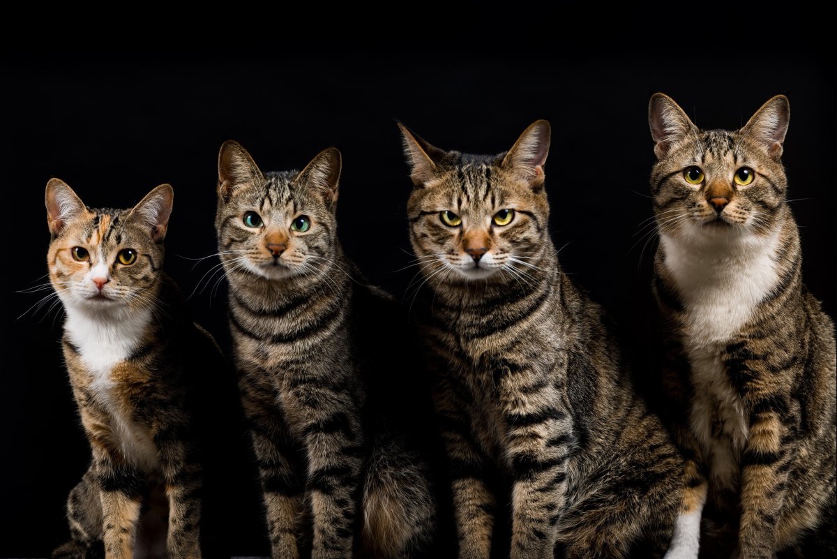 Европейская короткошерстная табби