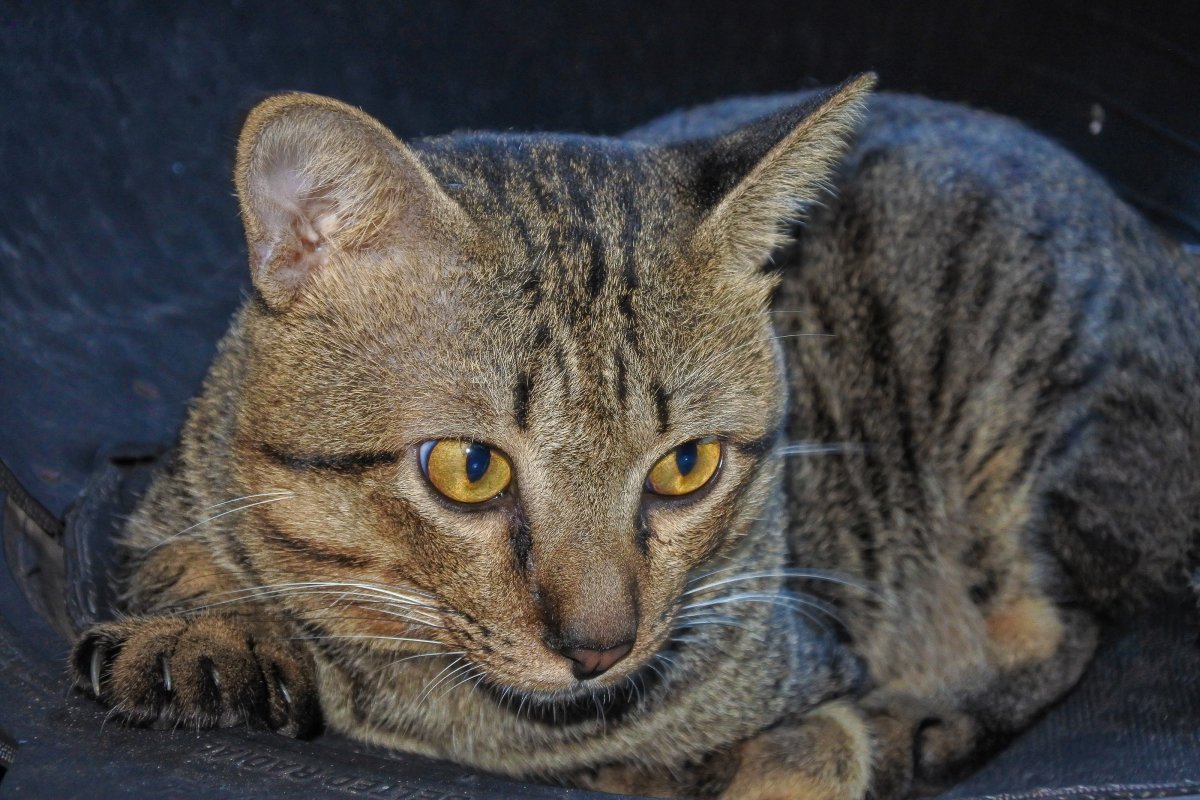 Азиатская табби