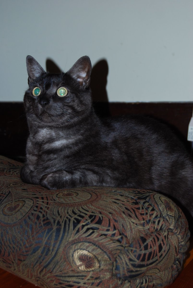 Азиатская дымчатая табби кошки