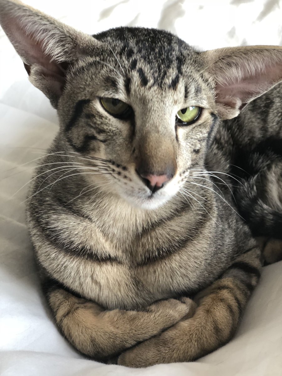 Тэбби Ориентал