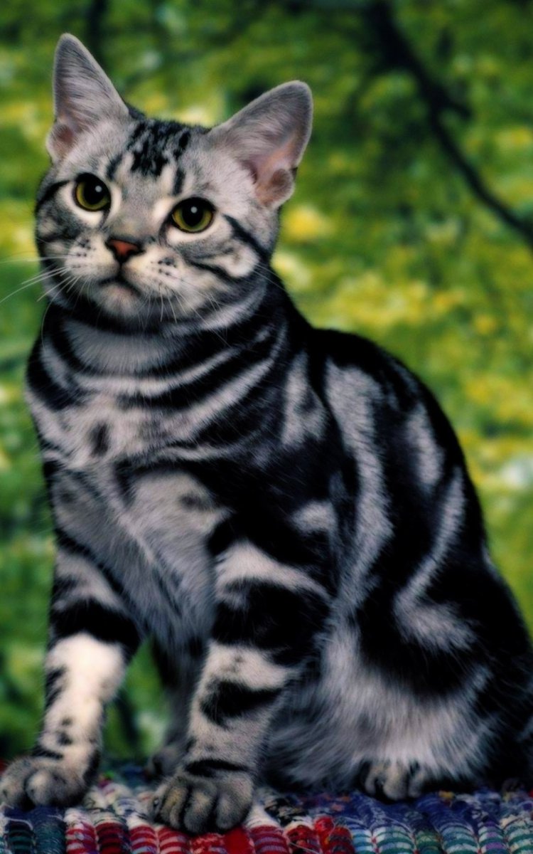 Азиатская табби мраморная