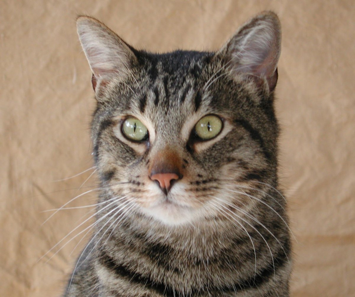 Табби Грин сантчёшь