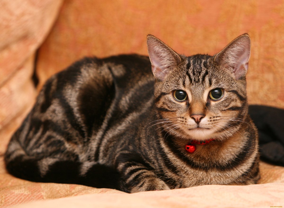 Европейская гладкошерстная