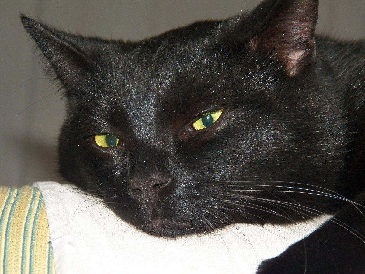 Бомбейская кошка темное нёбо