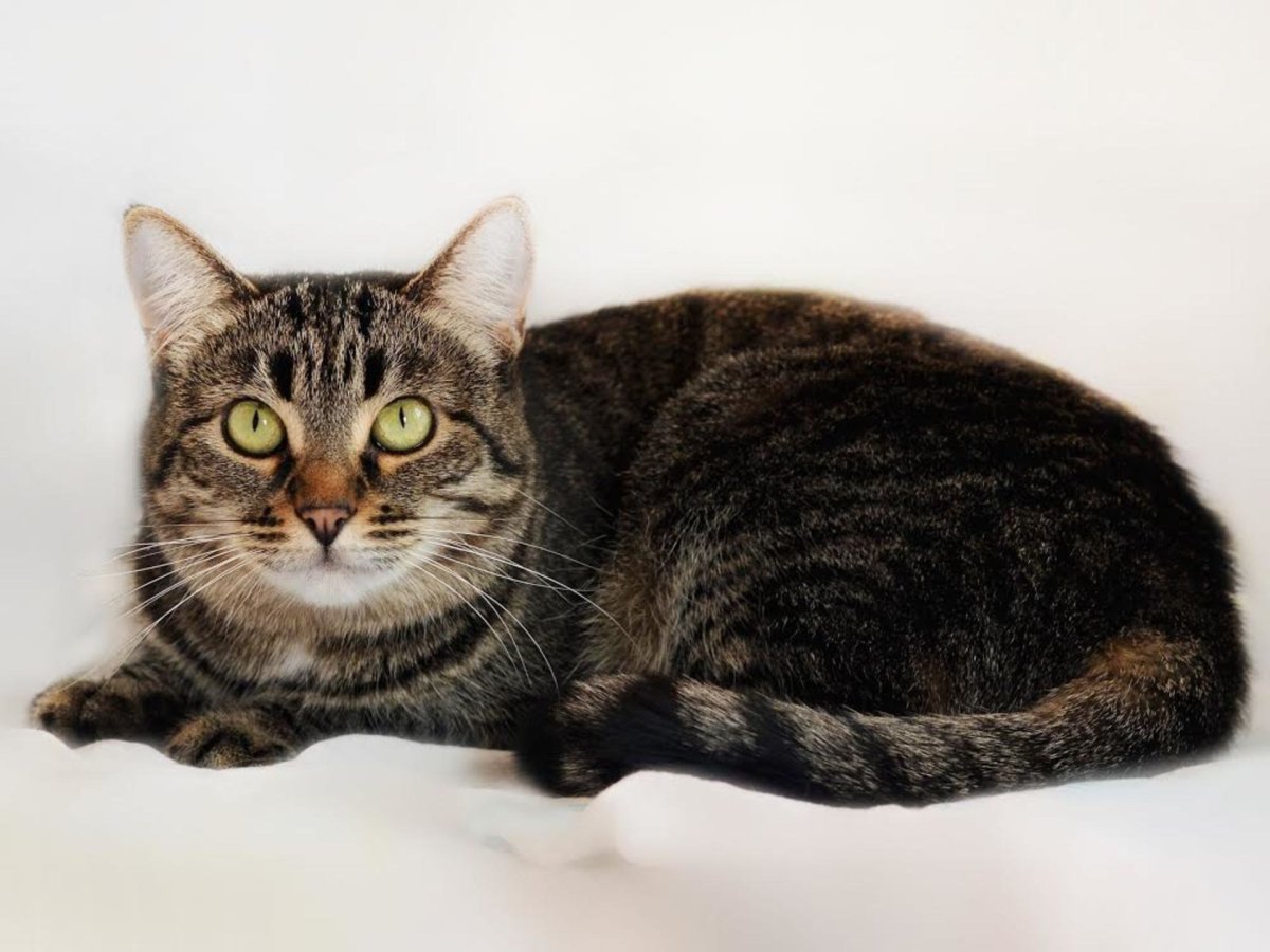 Сибирская кошка короткошерстная