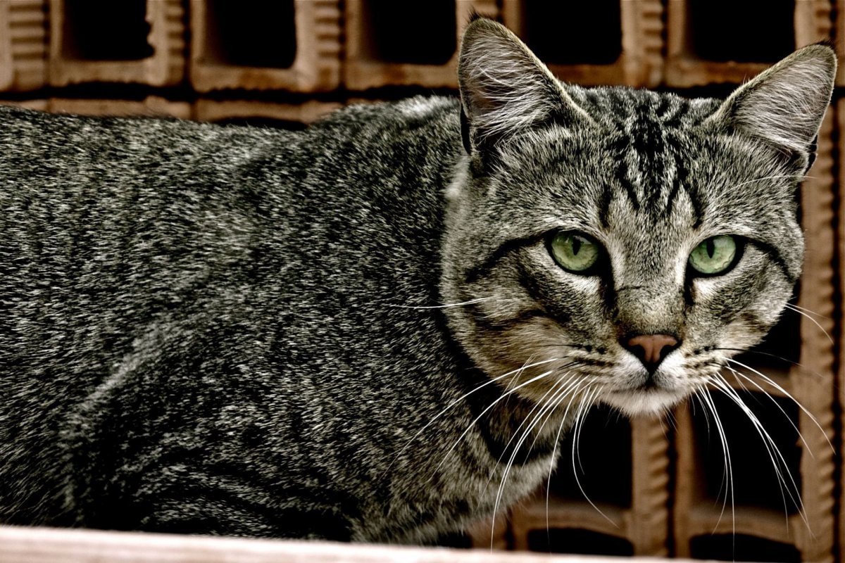 Шартрез кот полосатый