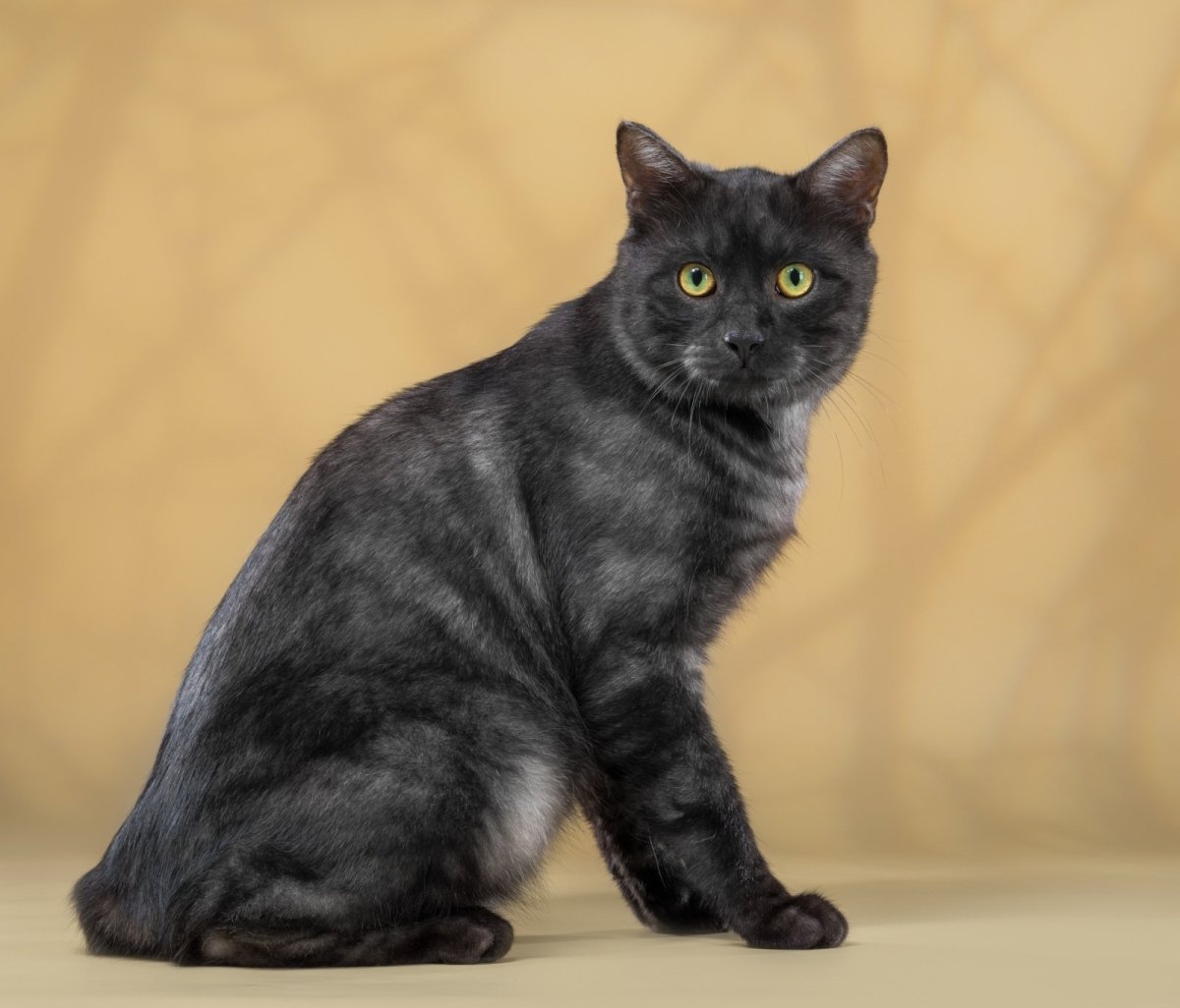 Курильский бобтейл черный короткошерстный