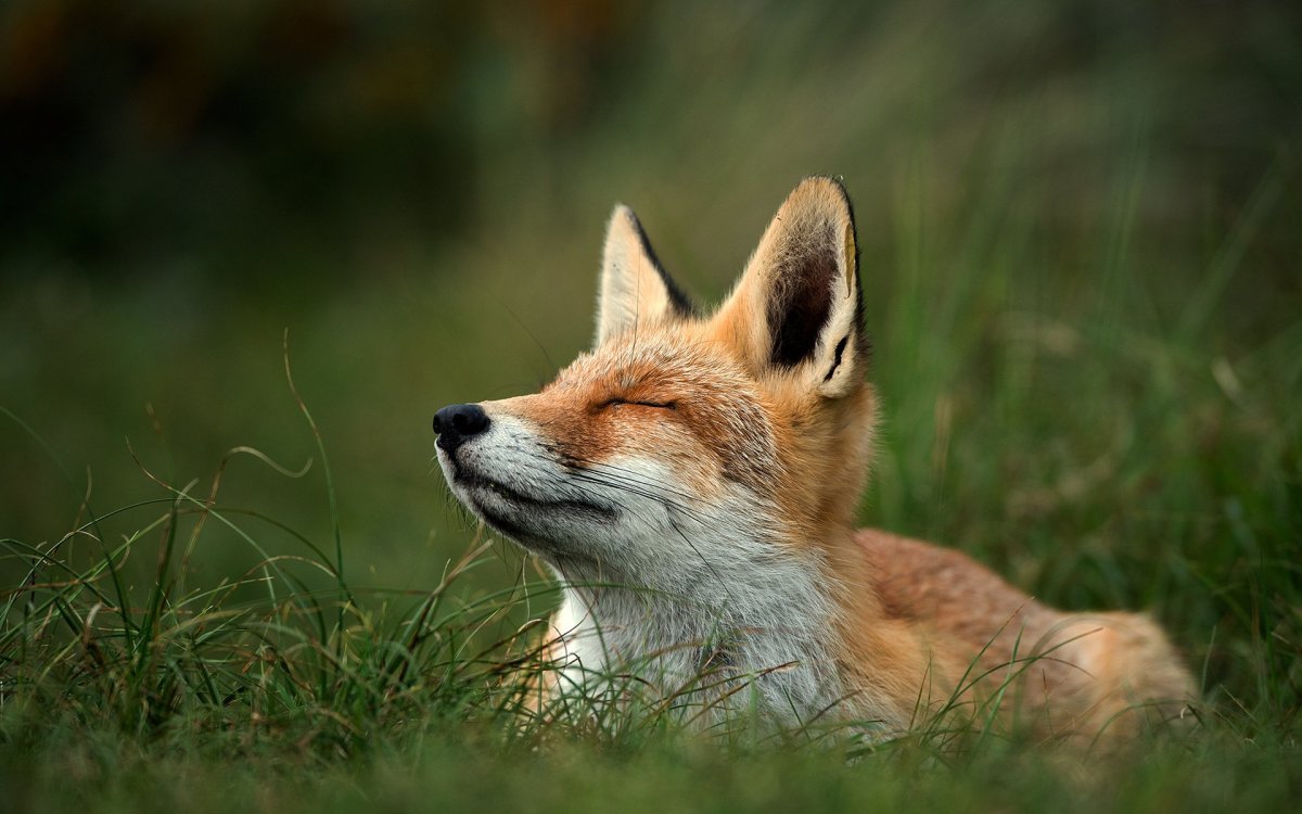 Красивые лисы