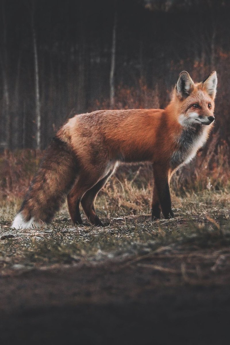 Изображение лисы