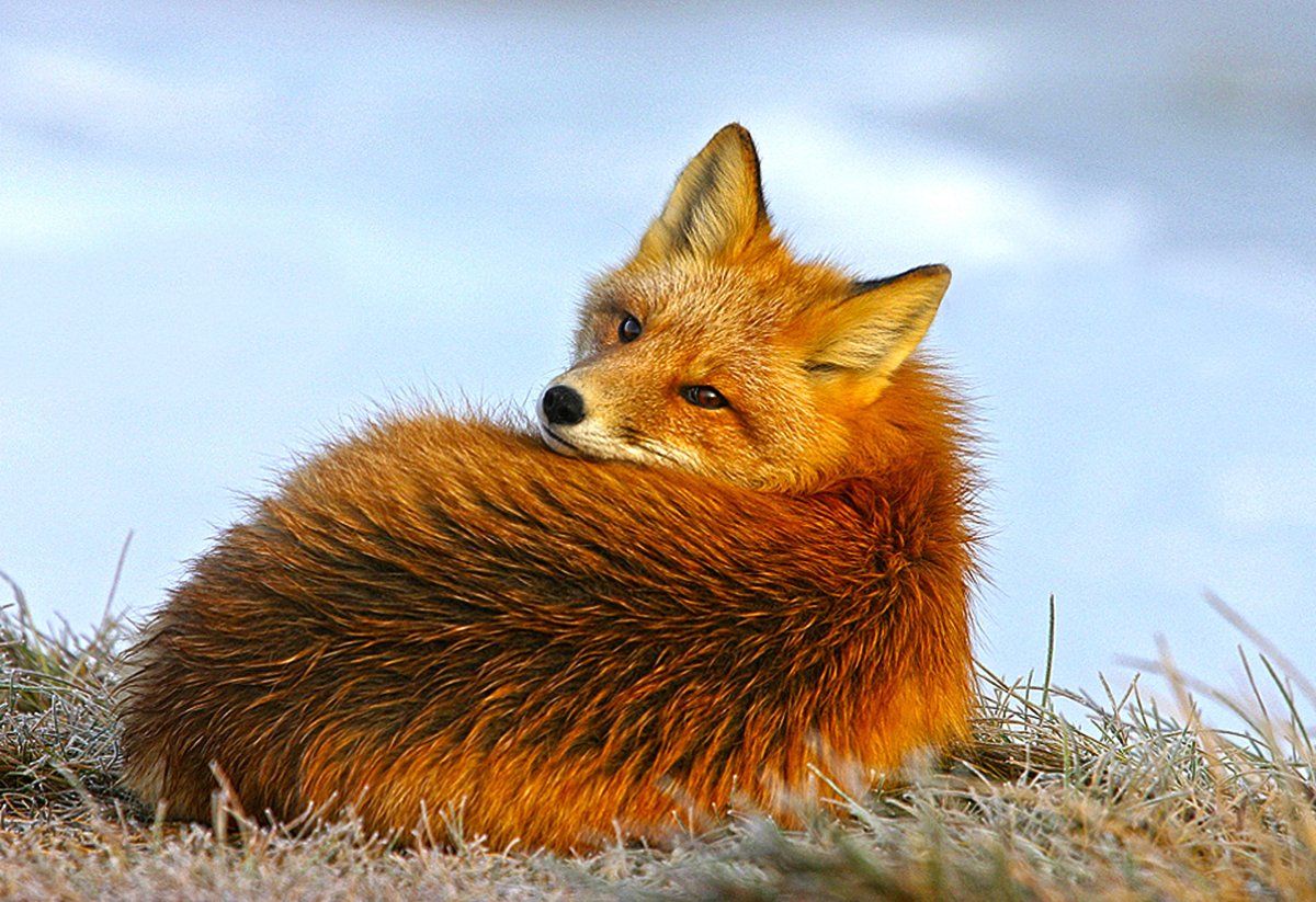 Лисица лежит