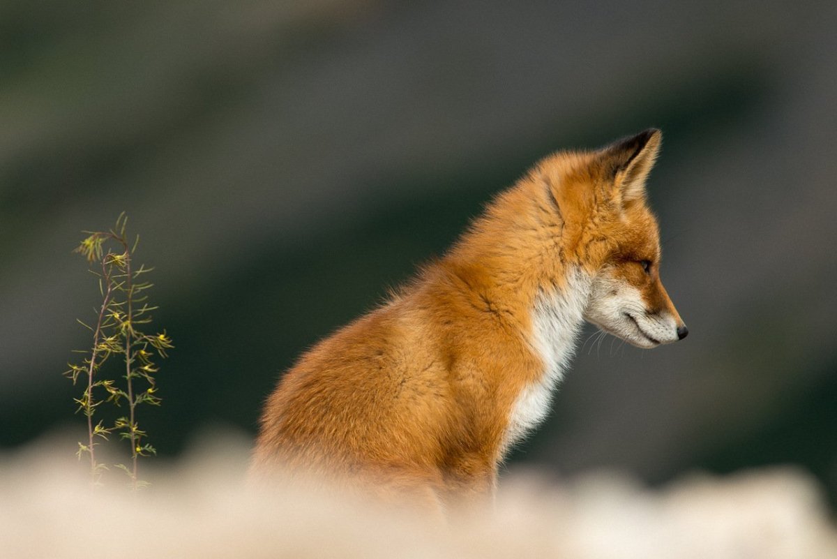 Лиса с боку