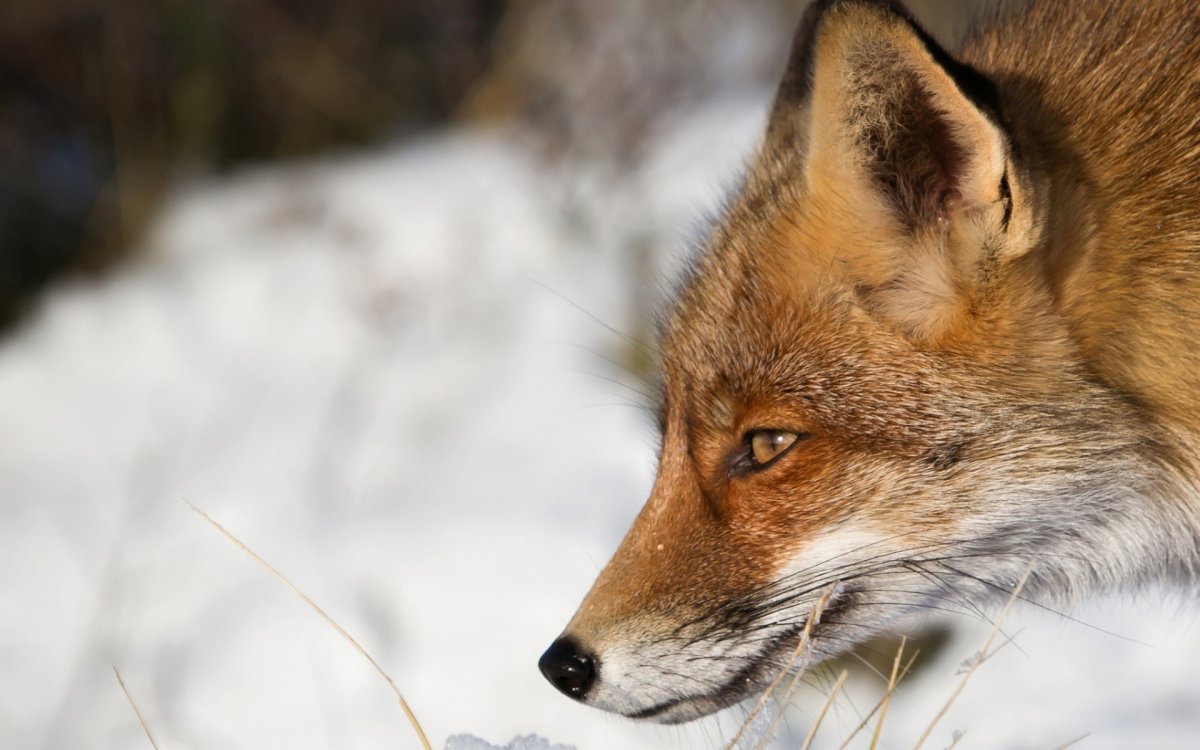 Лиса в профиль фото