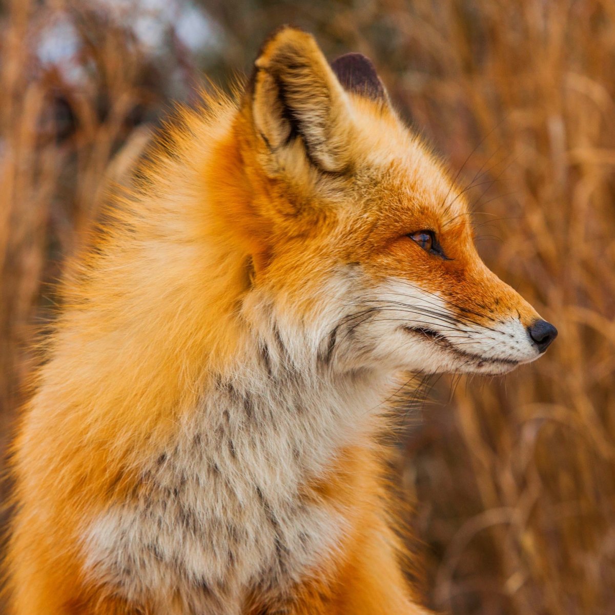 Голова лисы