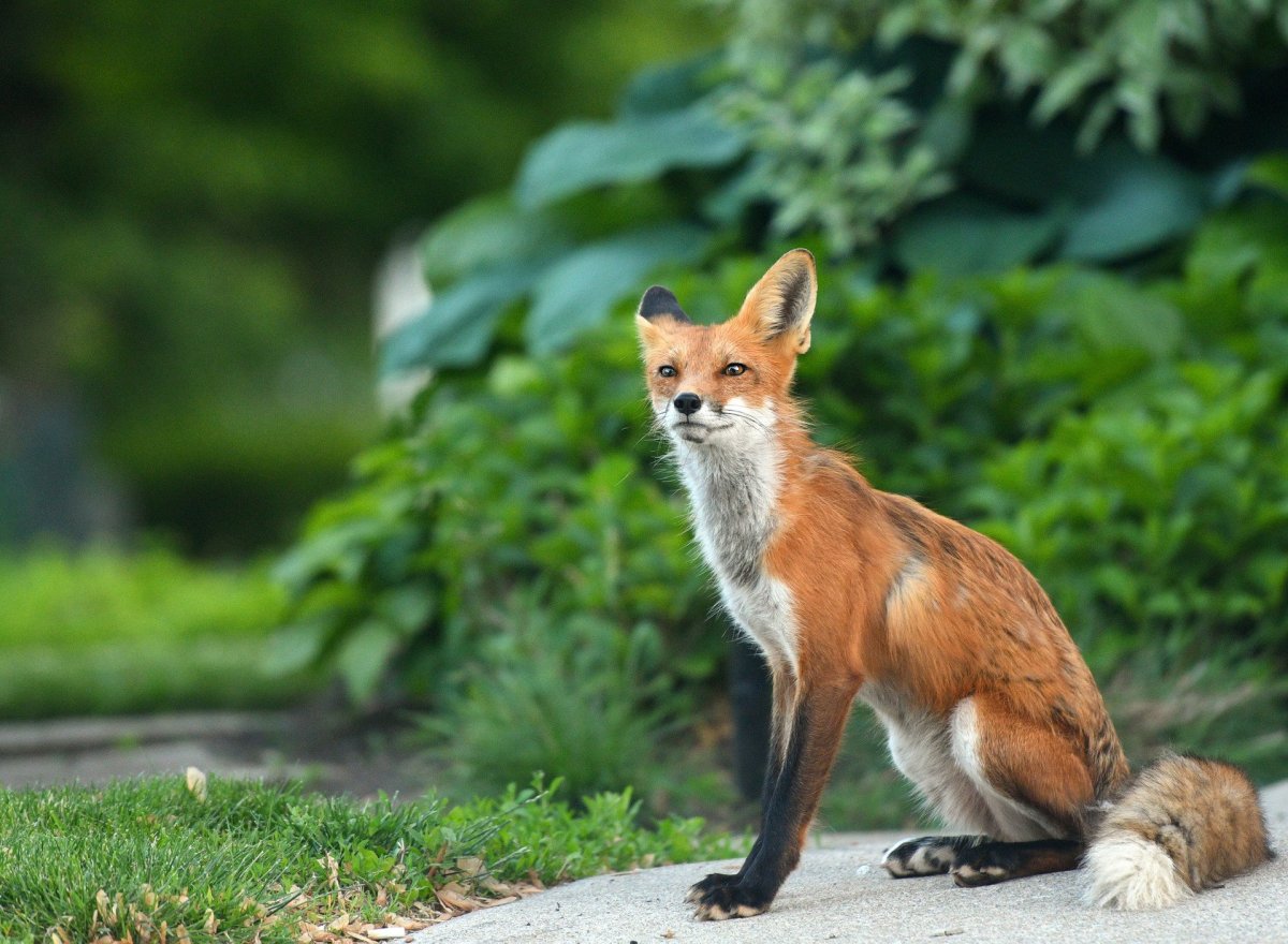 Лисёнок сидящий