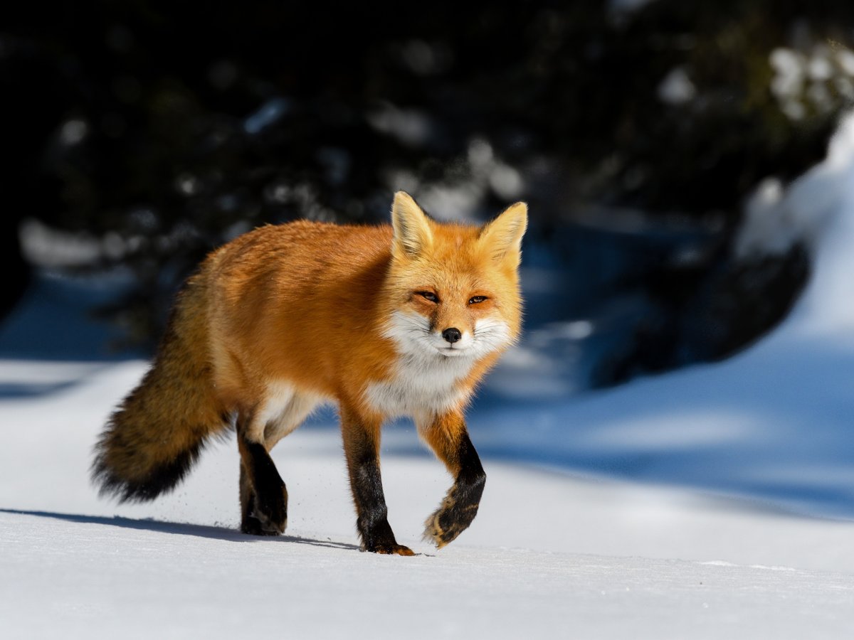 Сибирская лиса зимой