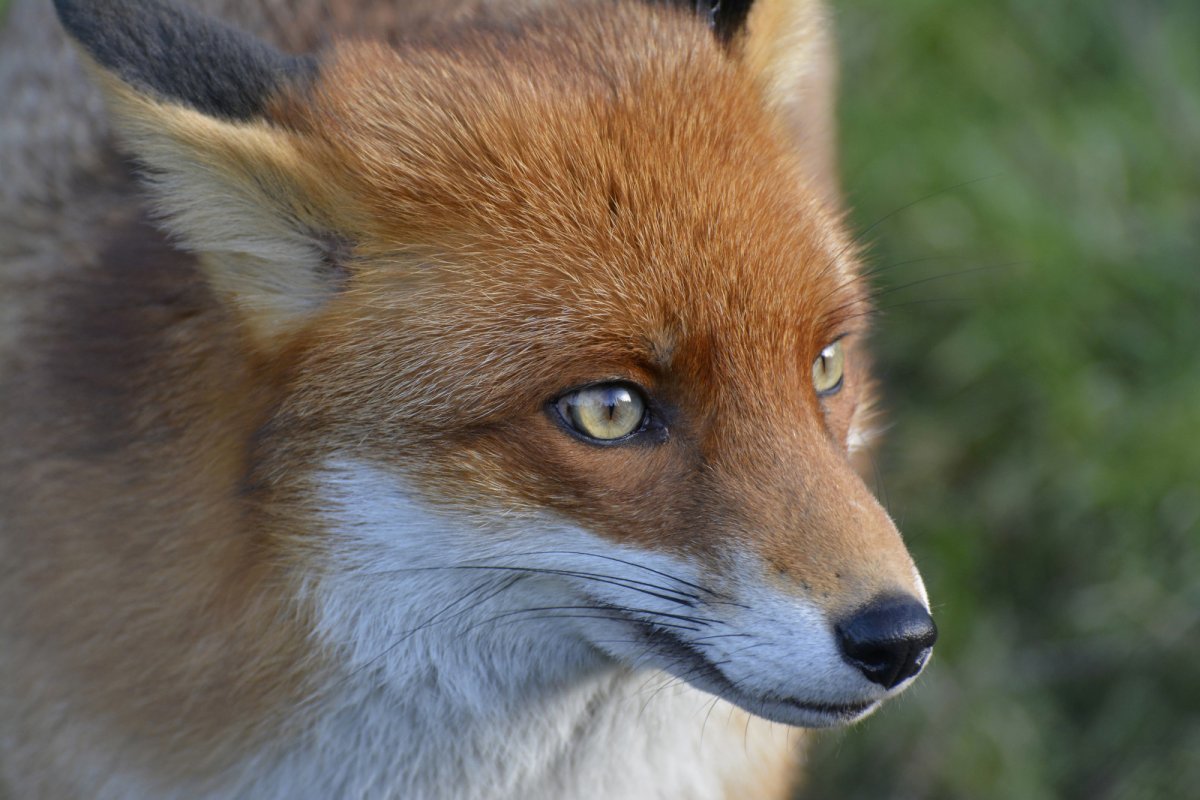 Лиса морда
