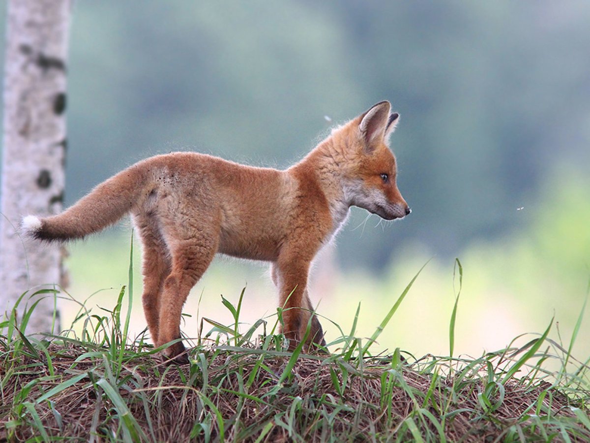Лисенок Лютер