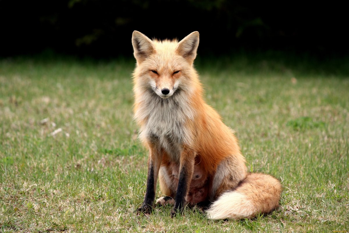 Хитрая лиса