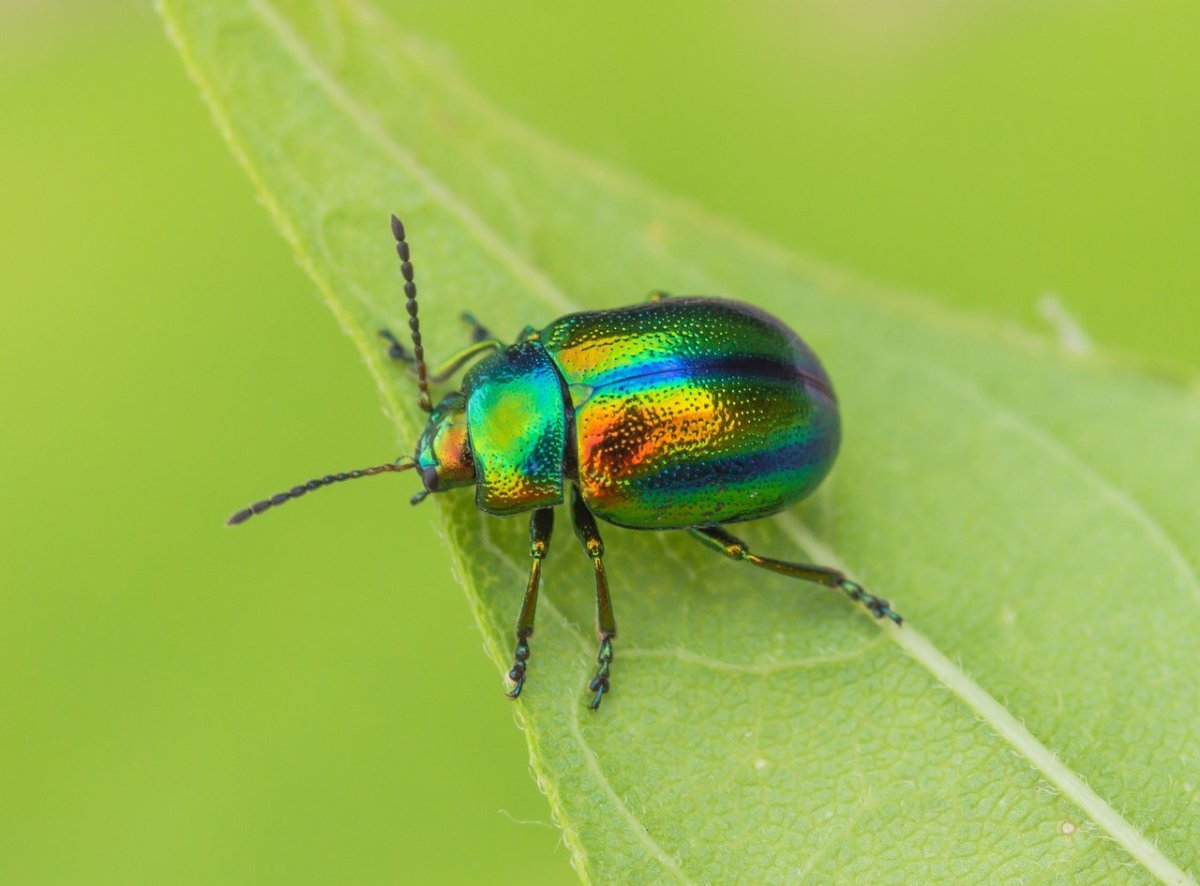 Листоед розмариновый