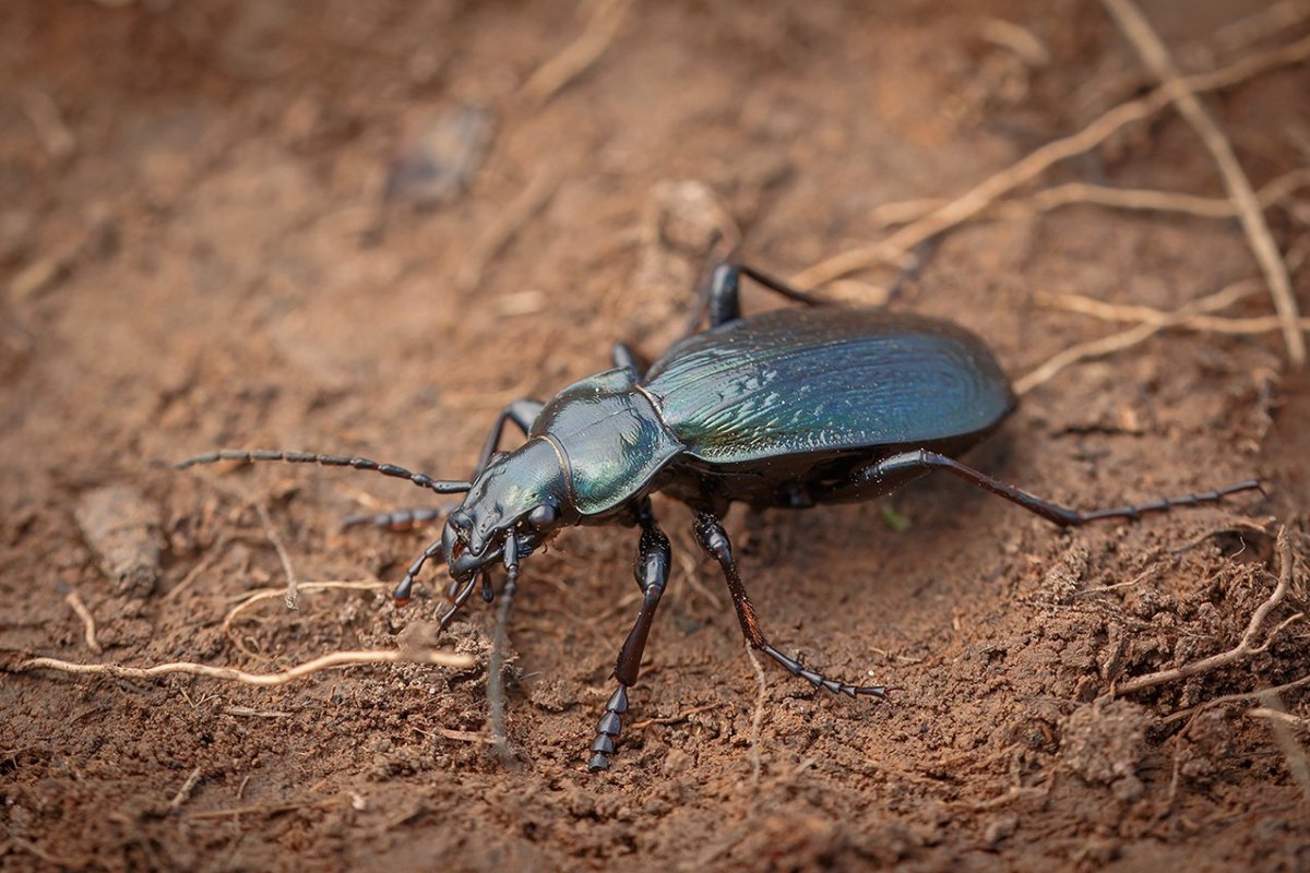 Жук жужелица Кавказская