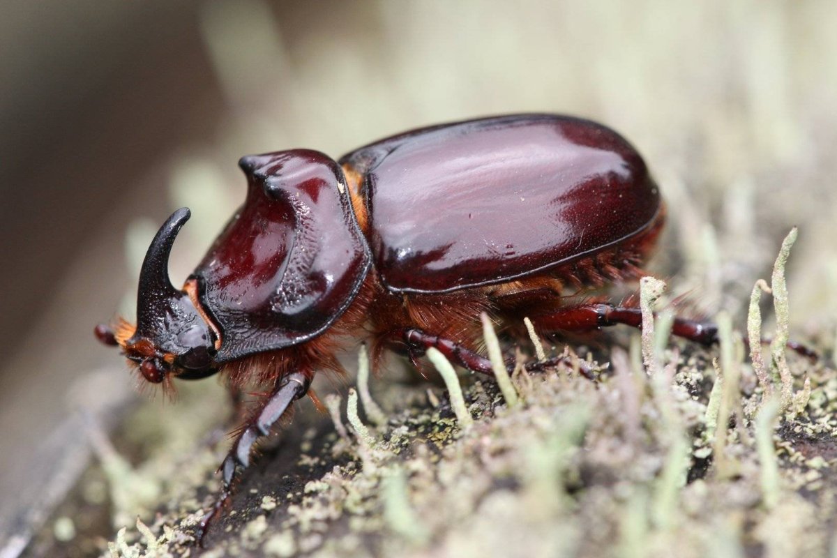 Жук носорог навозник