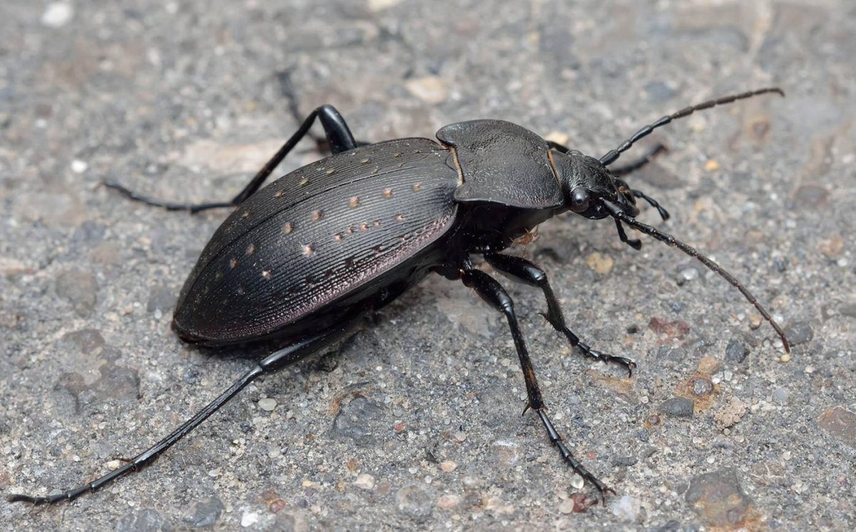 Жужелица Лесная Carabus nemoralis