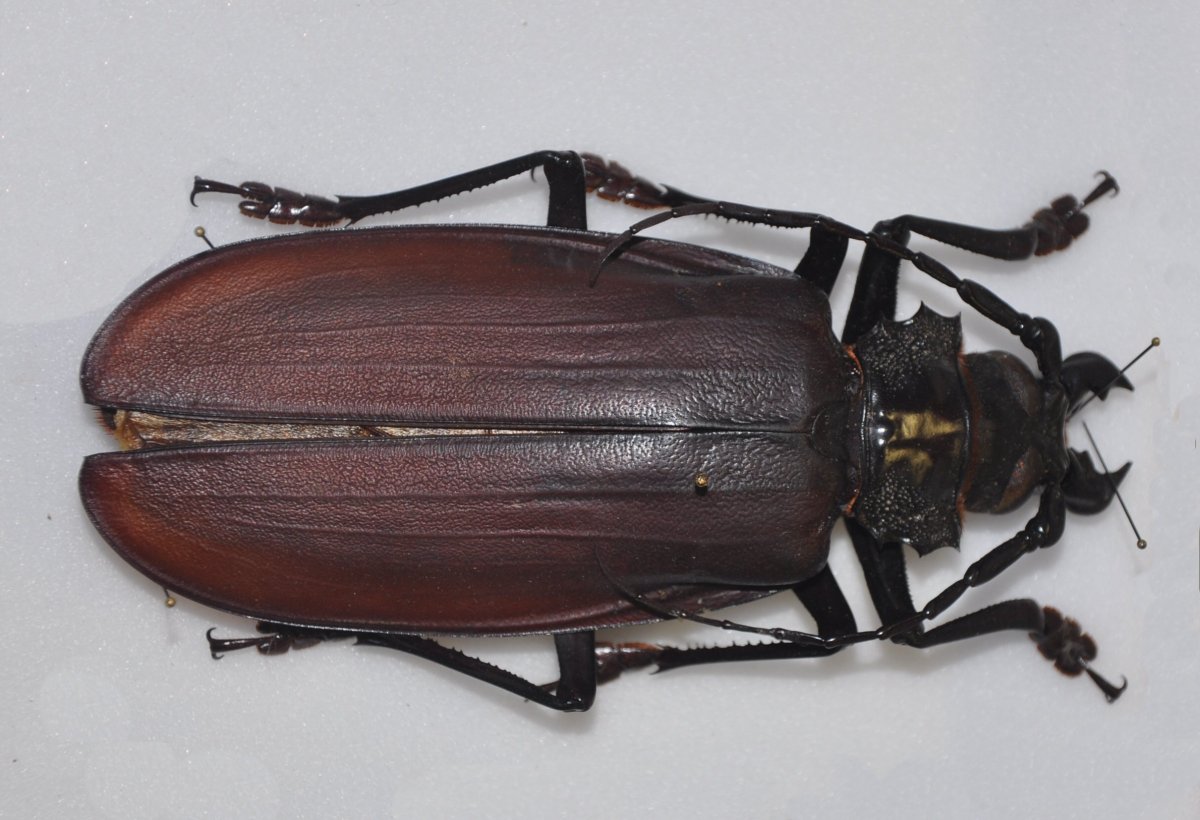 Дровосек-Титан Titanus giganteus