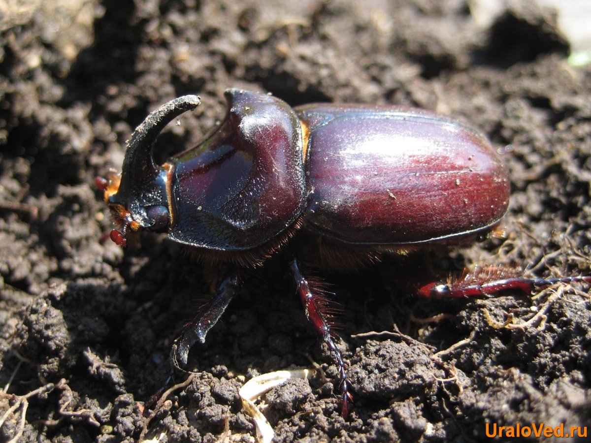 Жук жужелица узкогрудая