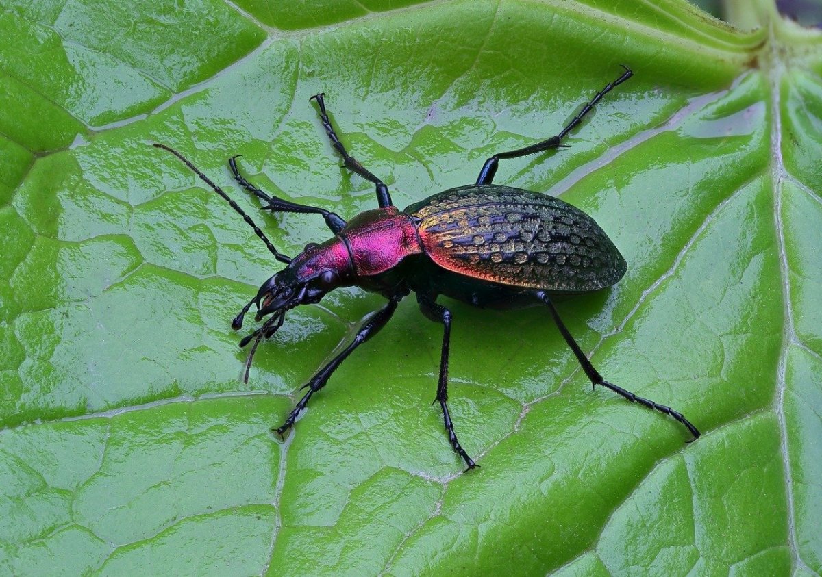 Жужелица Шренка