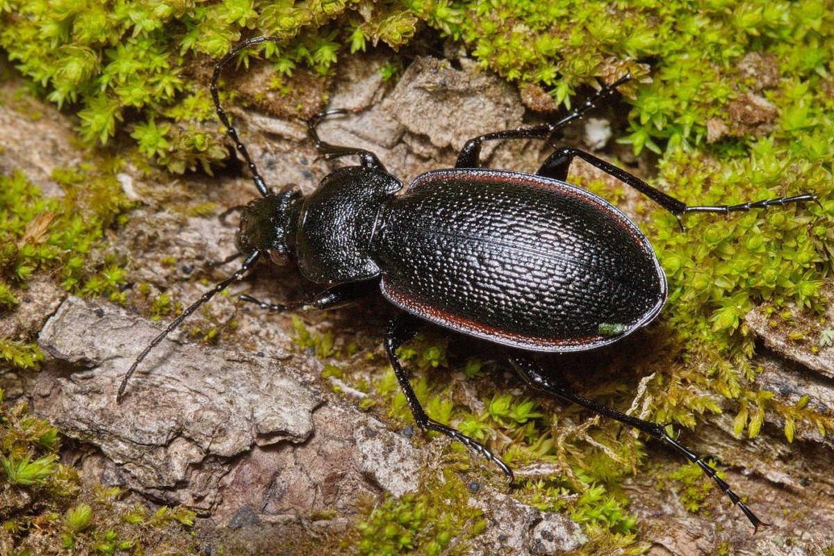 Жужелица Карабус