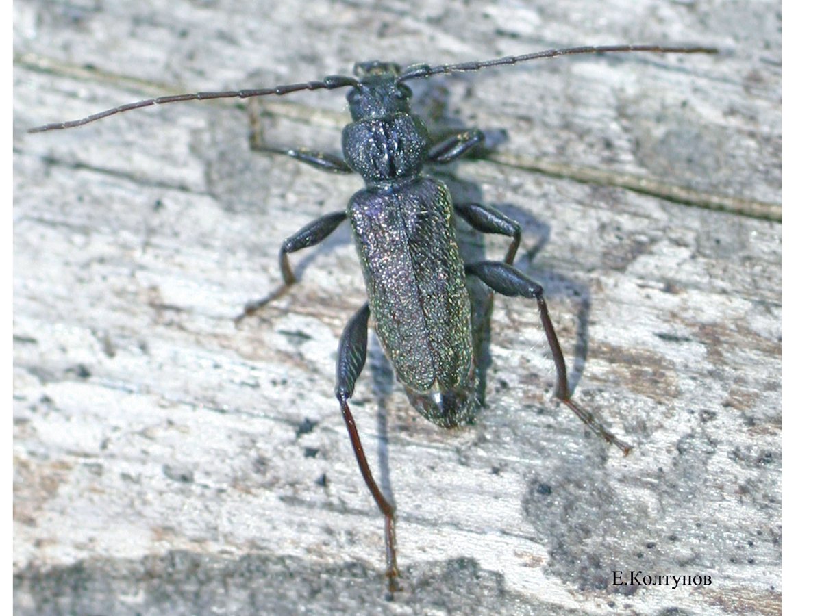 Hylotrupes bajulus (Домовой усач)