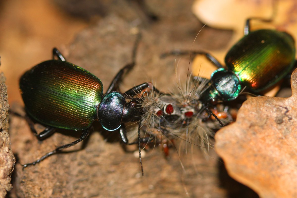 Красотел пахучий