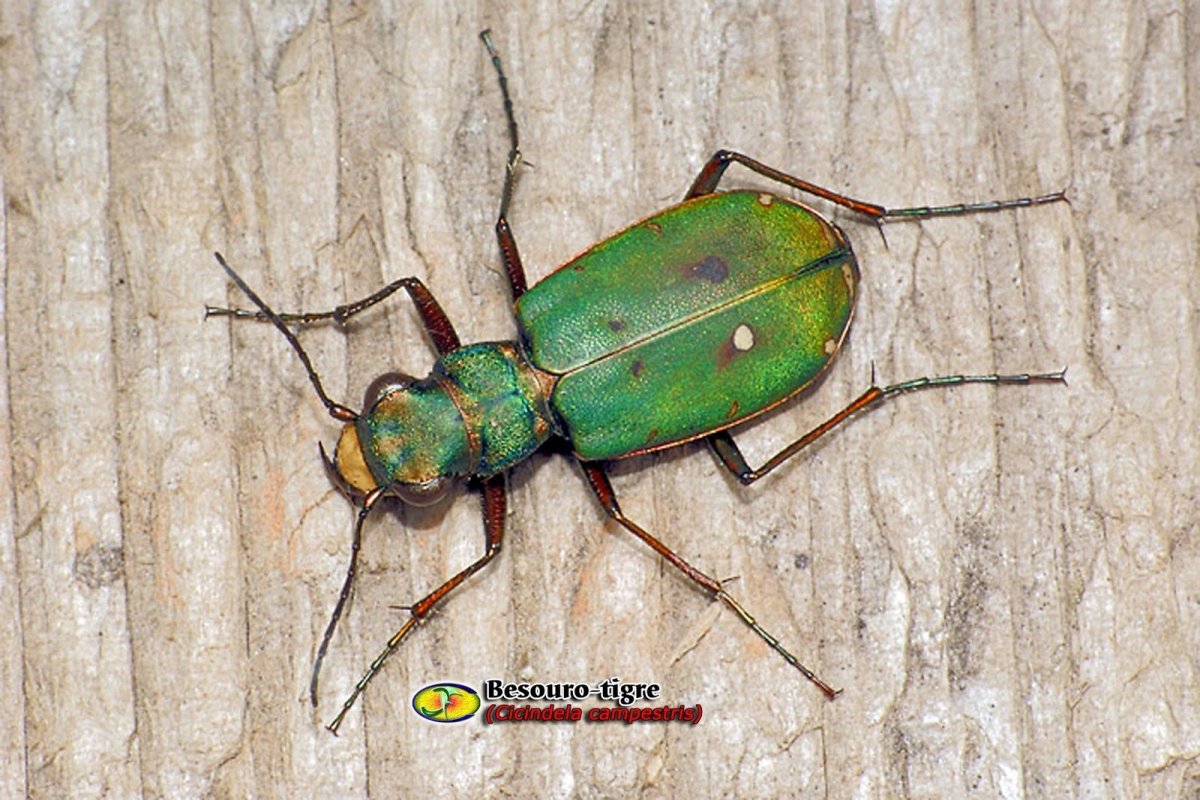 Жук скакун полевой