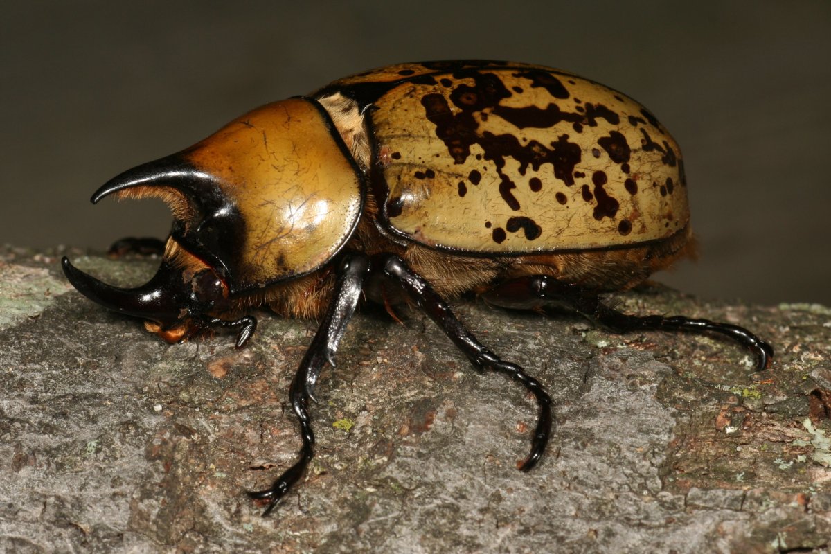 Жук Геркулес