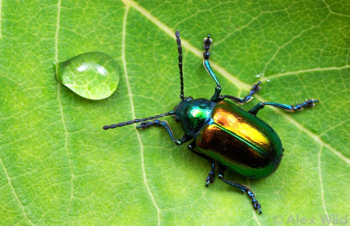 Chrysochus auratus Жук
