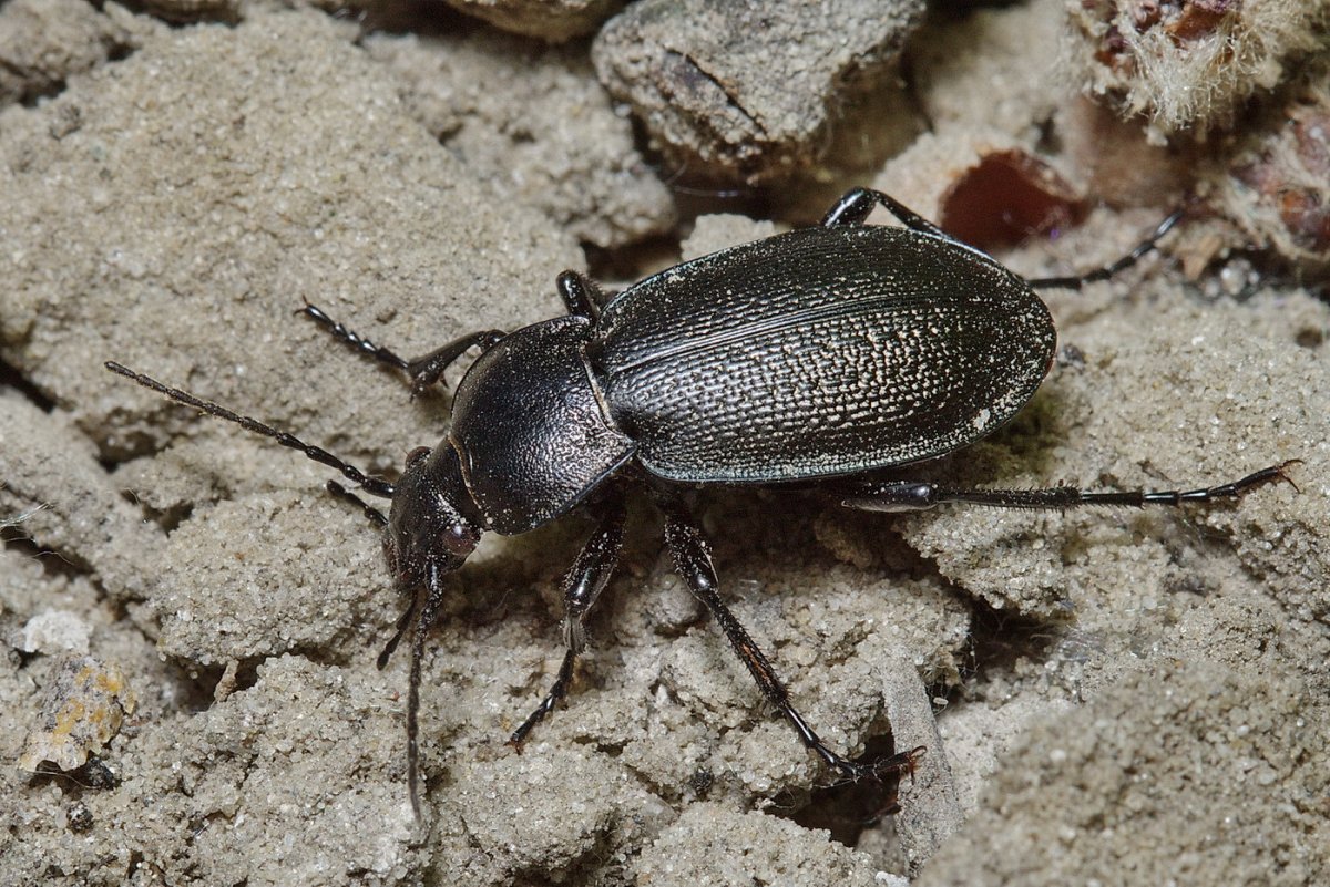 Жужелица Эстрейхера