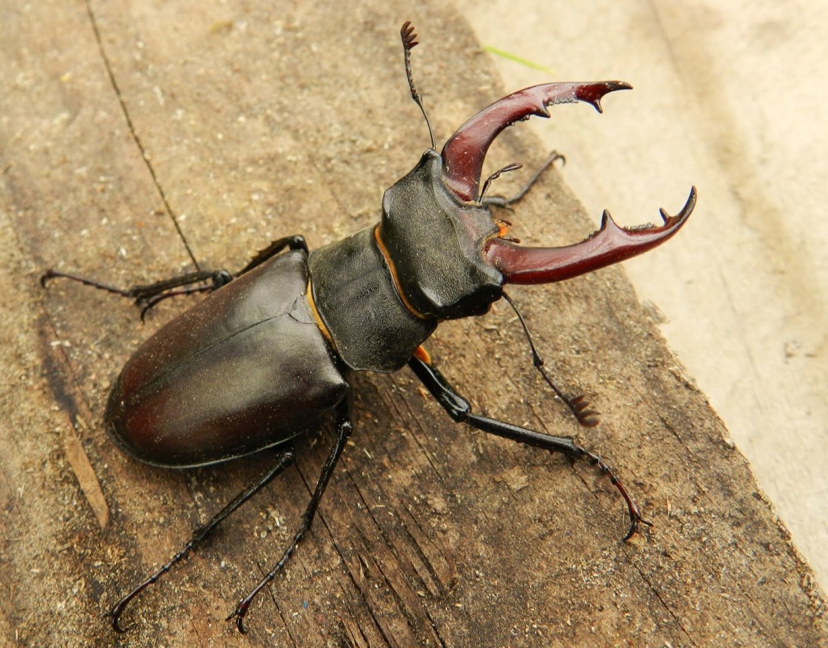 Жук-олень (Lucanus Cervus)
