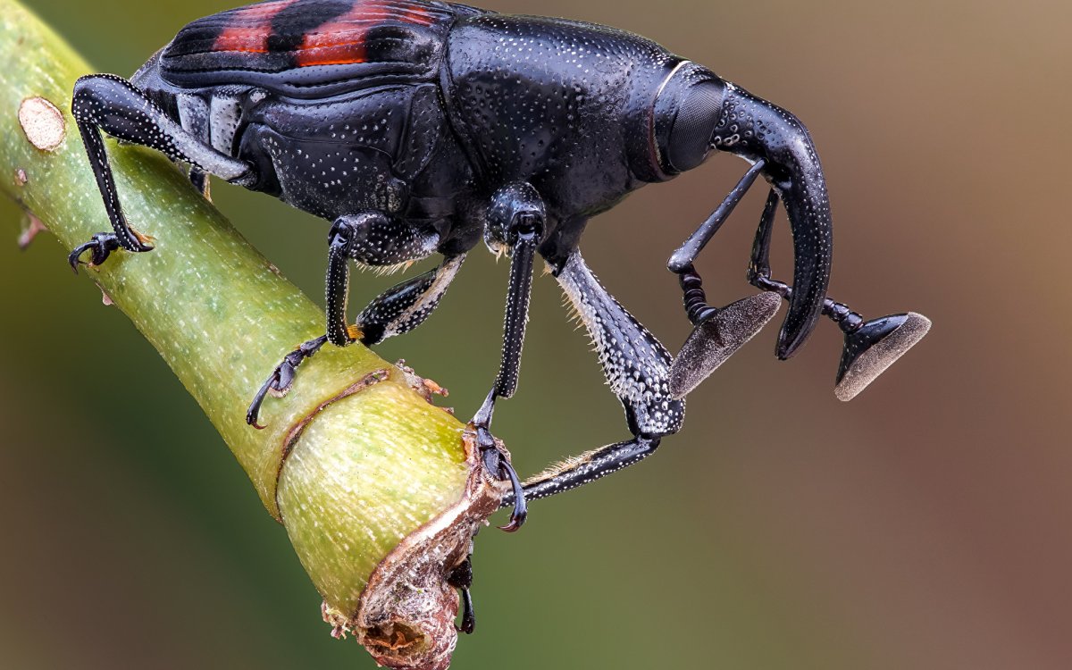 Обои с жуками