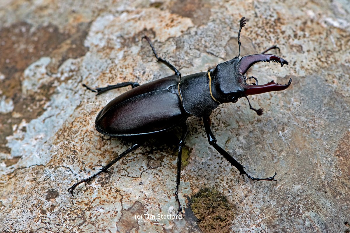 Жук-олень (Lucanus Cervus)