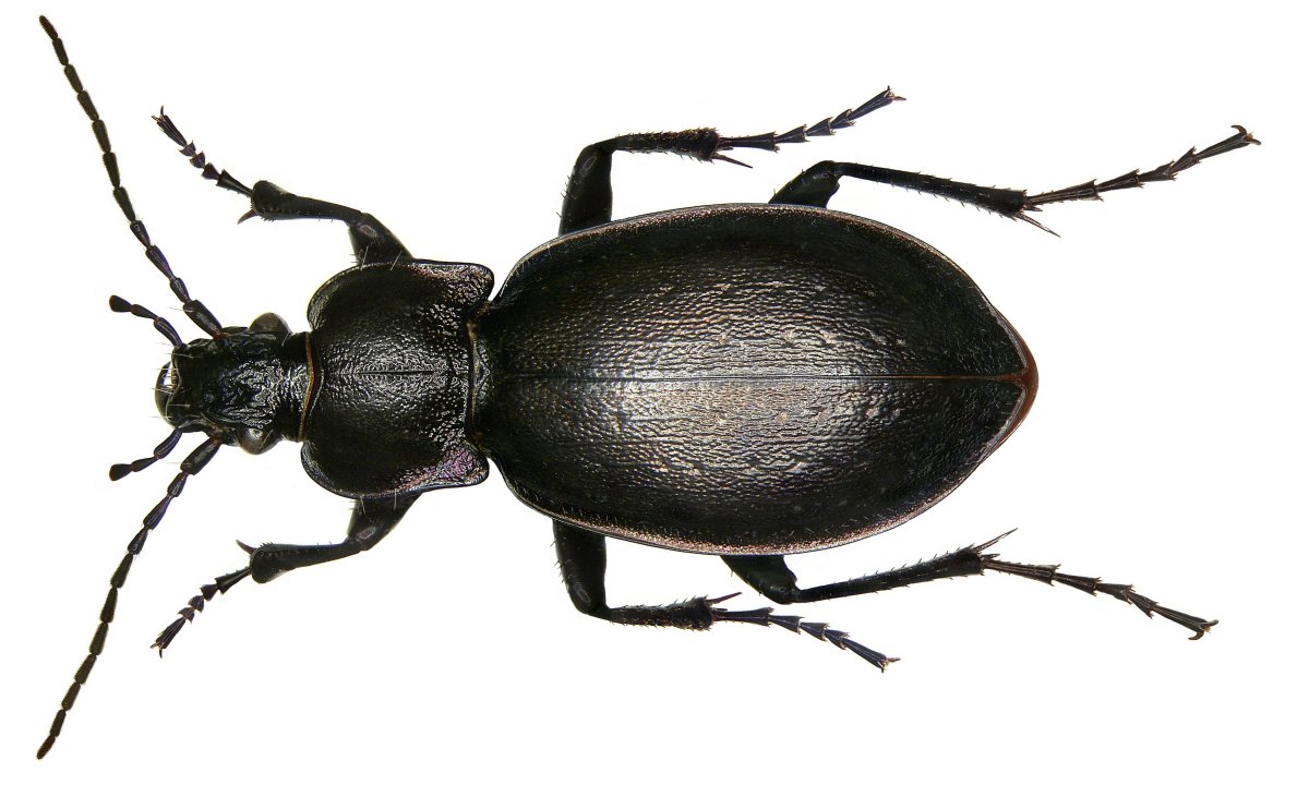 Жук Карабус жужелица Лесная