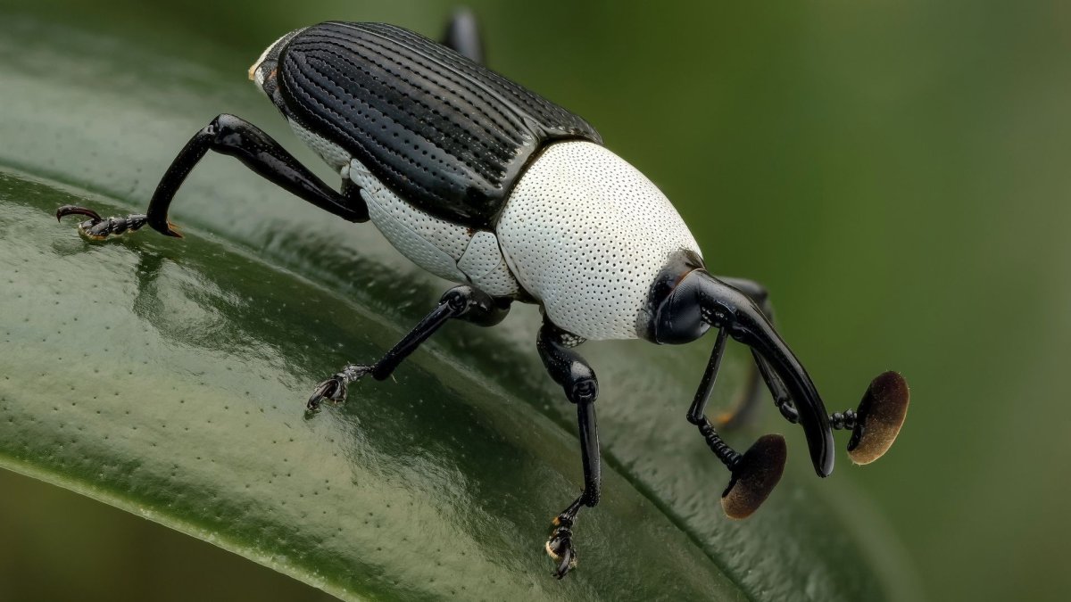 Жук долгоносик