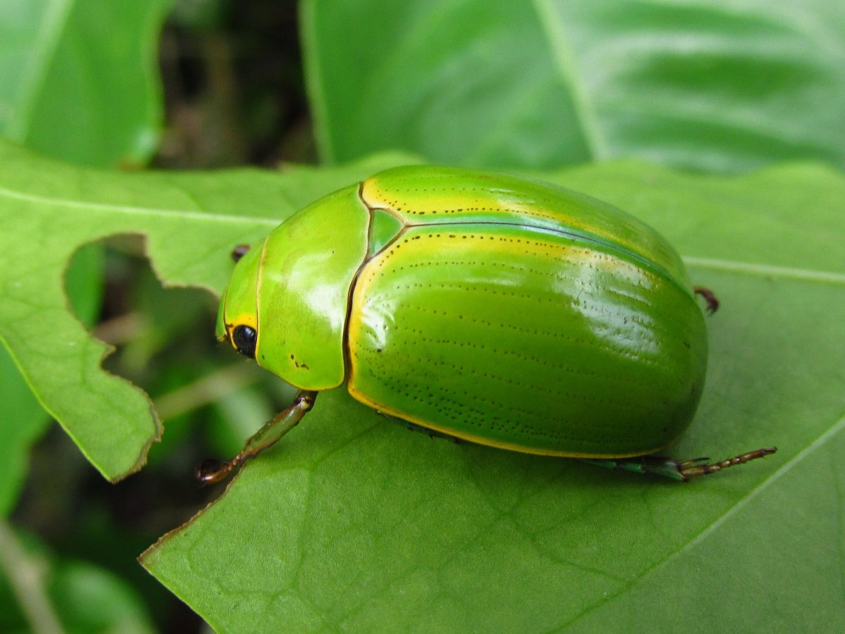 Растительноядные жесткокрылые