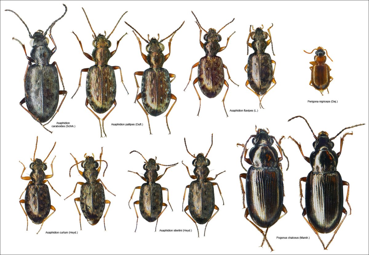 Asaphidion flavipes (Linnaeus, 1761)