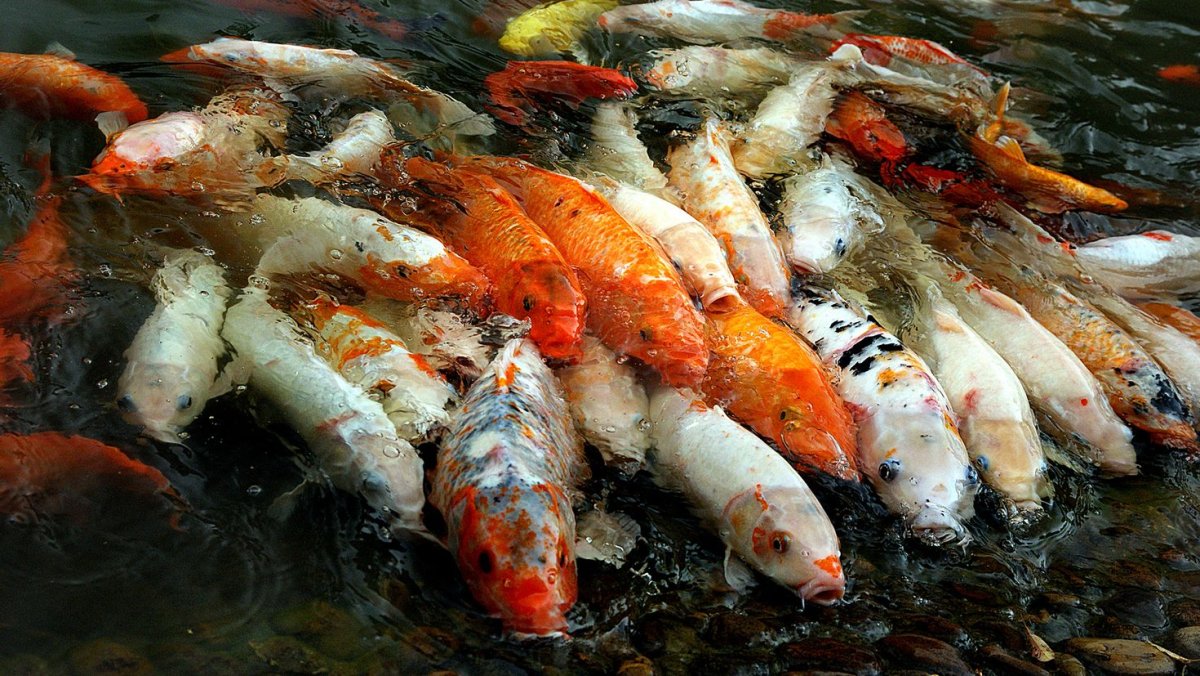 Кои в пруду живые