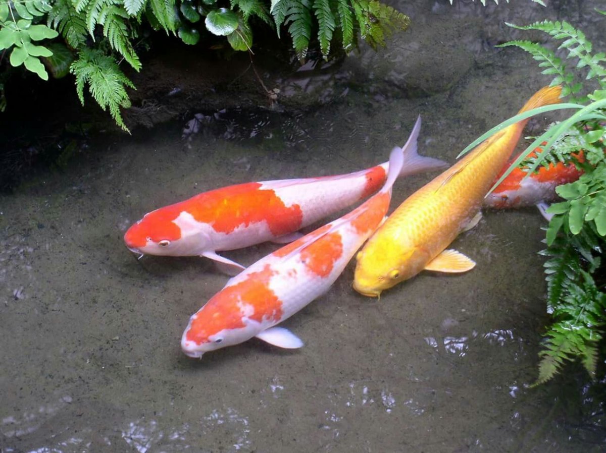 Карп кои сбоку