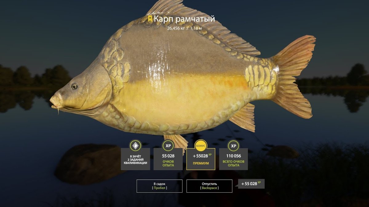 Черепетский рамчатый Карп