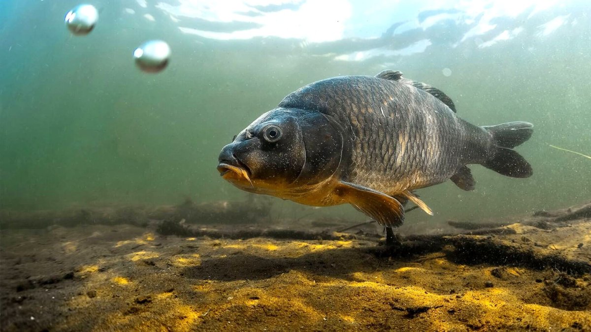 Пресноводные рыбы Карп