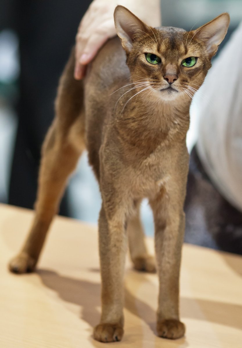 Вислоухий абиссинец