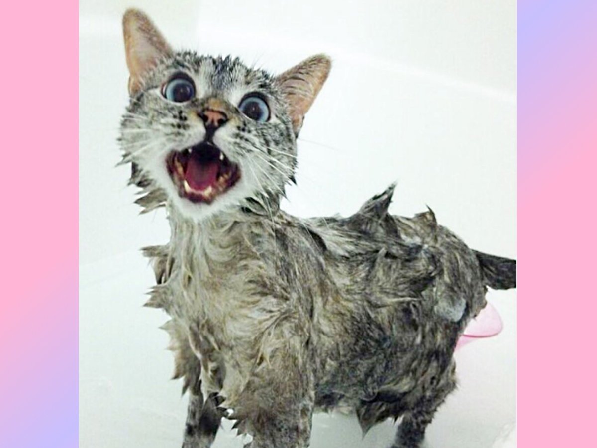 Самые популярные коты в инстаграме