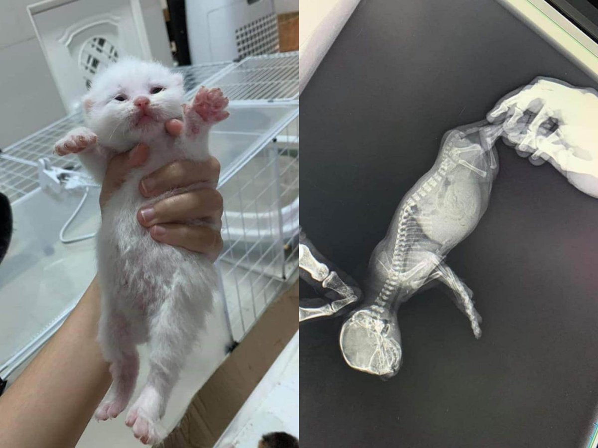 Вздутый животик у котят